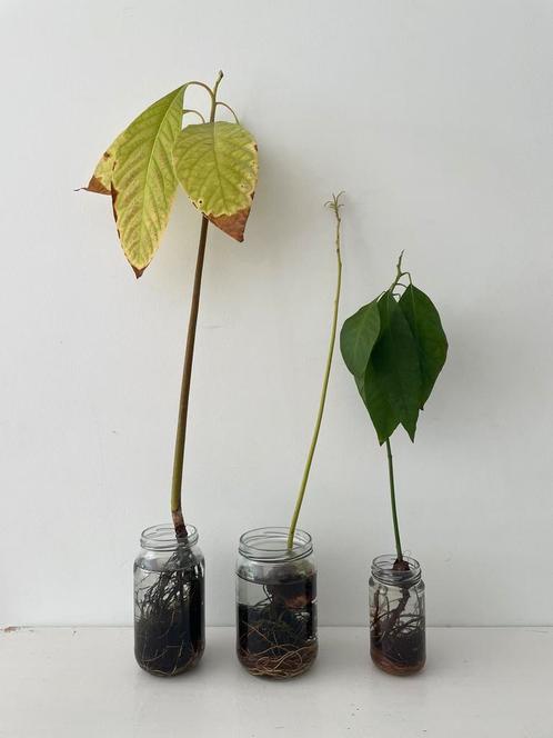 GRATIS: 3x avocado plant stek boompje, Huis en Inrichting, Kamerplanten, Overige soorten, Minder dan 100 cm, Ophalen