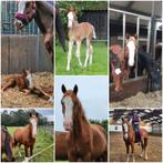 Brave 4 jarige ruin, Dieren en Toebehoren, Paarden, Gechipt, Ruin, Zadelmak, 3 tot 6 jaar
