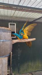 Te koop kweekkoppels blauw gele ara's en losse vogels., Dieren en Toebehoren, Vogels | Parkieten en Papegaaien, Meerdere dieren