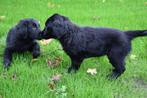 prachtige zwarte flatcoated retriever pups💙💙, Dieren en Toebehoren, Overige rassen, CDV (hondenziekte), 8 tot 15 weken, Meerdere dieren