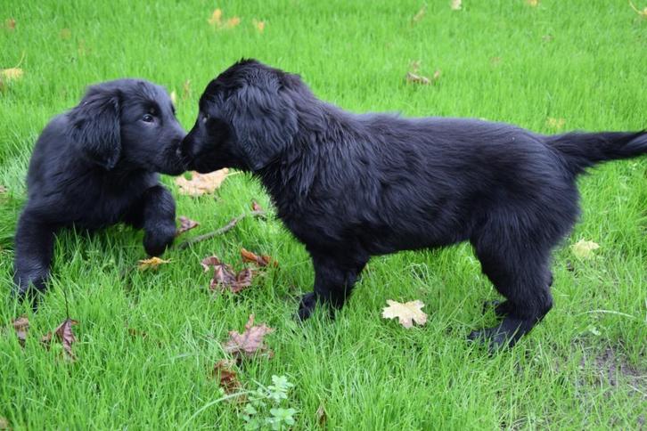Laatste prachtige zwarte flatcoated retriever pups💙💙, Dieren en Toebehoren, Honden | Retrievers, Spaniëls en Waterhonden, Meerdere dieren