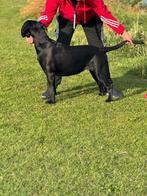 Cane Corso puppy’s te koop, Dieren en Toebehoren, Rabiës (hondsdolheid), Overige rassen, 8 tot 15 weken, Meerdere