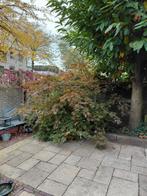 Japanse Esdoorn - Prachtige Acer Palmatum, Ophalen, Bloeit niet, Halfschaduw, Overige soorten