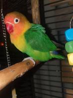 Agapornis " Fischeri " 5 jaar oud ( mannetje ) incl : kooi, Mannelijk, Dwergpapegaai of Agapornis, Tam