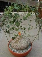 Ibervillea Lindheimeri Caudex, Ophalen of Verzenden, Vetplant, Halfschaduw, Minder dan 100 cm