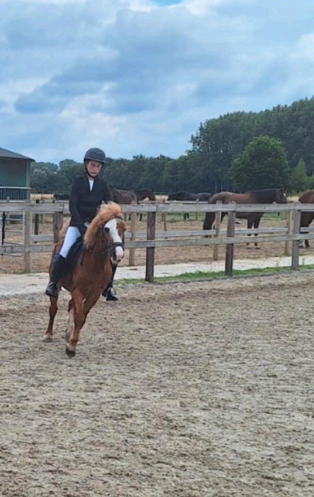 Verzorgster aangeboden/bijrijdpaard gezocht, Dieren en Toebehoren, Paarden en Pony's | Verzorgingsproducten, Nieuw, Ophalen of Verzenden