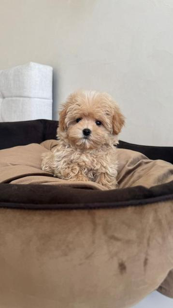 Premium maltipoo f1 reutje micro beschikbaar voor biedingen