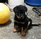 Rottweiler pup, Dieren en Toebehoren, Parvo, België, Particulier, Reu