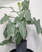 Philodendron silver sword jong plantje 2 groeipunten, Ophalen of Verzenden, Halfschaduw, Minder dan 100 cm