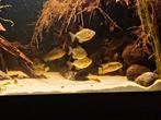 Metynnis lippincottianus - schijfzalmen, Dieren en Toebehoren, Vis, Zoetwatervis, Schoolvis