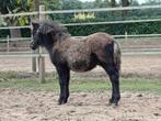 Grote maat hengst veulen🩵 en 1,5 jarige B pony Ruin 🩵, Dieren en Toebehoren, Pony's, Gechipt, 0 tot 2 jaar, A pony (tot 1.17m)