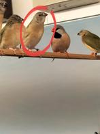 1 jonge gouldamadines ongeringd uit binnen volière, Geslacht onbekend, Tropenvogel
