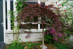 Japanse Esdoorn op stam Acer Palmatum 'Inaba Shidare', Ophalen, Halfschaduw, Overige soorten, 100 tot 250 cm