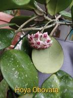 Hoya stekjes, Rotundiflora, Obovata, Krinkle8 etc., Ophalen of Verzenden, Overige soorten, Minder dan 100 cm