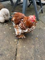 Cochin haan . Gratis, Dieren en Toebehoren, Mannelijk, Kip