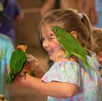 tamme papegaaien erg lief voor kinderen, Dieren en Toebehoren, Vogels | Parkieten en Papegaaien, Meerdere dieren, Papegaai, Pratend
