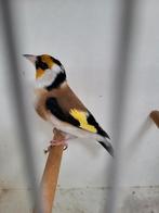 Majoor putter man, Mannelijk, Wildzangvogel, Geringd