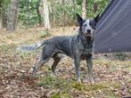 Australian cattle dog, bleu heeler, dekreu, Rabiës (hondsdolheid), Reu, 1 tot 2 jaar, Eén hond