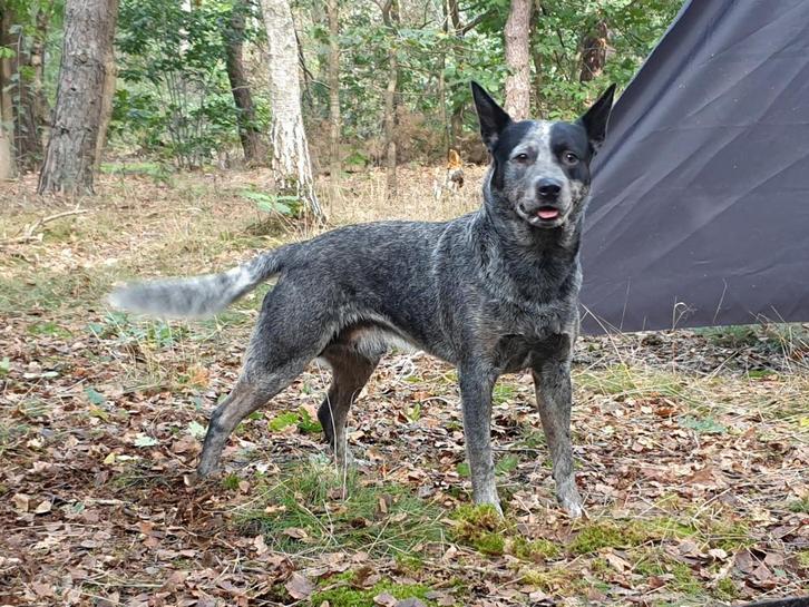 Australian cattle dog, bleu heeler, dekreu, Dieren en Toebehoren, Honden | Dekreuen, Reu, Particulier, Eén hond, Nederland, 1 tot 2 jaar