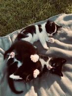 Lieve sociale (boerderij) kittens, Meerdere dieren