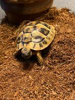 Grieks Landschildpad, Dieren en Toebehoren, Schildpad, 0 tot 2 jaar