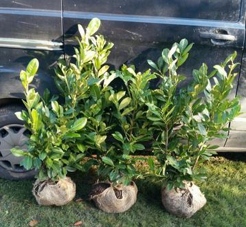 Prunus Rotundifolia 80/100 t/m 140/160cm Laurier voor haag beschikbaar voor biedingen