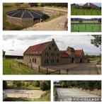 stalling, Weidegang, 2 of 3 paarden of pony's