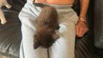 Wij zijn van 5 juni, Dieren en Toebehoren, Katten en Kittens | Overige Katten, Poes, Langharig