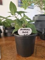 Ananassalie, Ophalen, Zomer, Volle zon