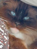 Ragdoll X kittens, Dieren en Toebehoren, Katten en Kittens | Overige Katten, Meerdere dieren, 0 tot 2 jaar