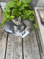 Kittens te koop, Ophalen, Gelezen, Katten