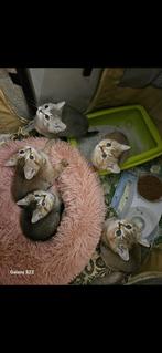 5 mooie britse korthaar golden kittens, Dieren en Toebehoren, Katten en Kittens | Raskatten | Korthaar, Meerdere dieren, 0 tot 2 jaar
