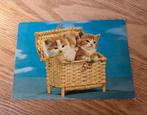 Rode kittens in een mandje, Verzenden, 1980 tot heden, Ongelopen, Hond of Kat
