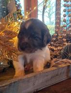 Prachtige friese stabij pups /collie merle, Dieren en Toebehoren, Overige rassen, 8 tot 15 weken, Meerdere, Meerdere dieren