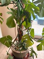 Monstera Plant met Pot, Groene kamerplant, Ophalen, In pot, 100 tot 150 cm