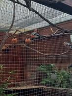 Europese  goudvink pop gezocht, Dieren en Toebehoren, Mannelijk, Wildzangvogel