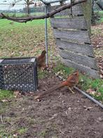 2 goudfazant hanen 2025, Dieren en Toebehoren, Pluimvee, Mannelijk, Overige soorten