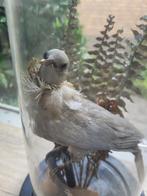 Antieke stolp met opgezet wild duifje, Ophalen, Gebruikt, Vogel, Opgezet dier