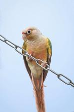 GEZOCHT pyrrhura POP, Vrouwelijk, Parkiet