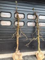 Oude fruitbomen / appelbomen (Elstar), Ophalen, 250 tot 400 cm, Lente