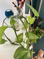 Gestekte drakenklimop, Groene kamerplant, Ophalen, Overige soorten, Minder dan 100 cm