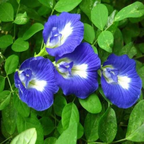Clitorea Ternatea zaden (Kittelbloem), Tuin en Terras, Bloembollen en Zaden, Zaad, Voorjaar, Volle zon, Ophalen