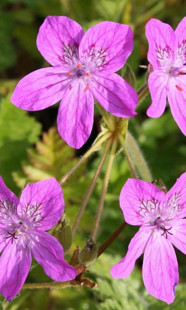 Zaden Reigerbek (Erodium manescavii), Tuin en Terras, Bloembollen en Zaden, Zaad, Ophalen of Verzenden