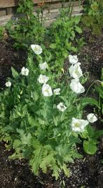 Zaden papaver somniferum Turkish alba, Tuin en Terras, Bloembollen en Zaden, Ophalen of Verzenden, Voorjaar, Volle zon, Zaad