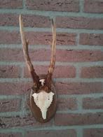 Ree Gewei op houten schild, Verzamelen, Dierenverzamelingen, Ophalen of Verzenden, Hert, Gewei of Kop