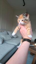 Mooie lapjes kitten, Dieren en Toebehoren, Poes