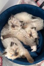 Ragdoll kittens, Dieren en Toebehoren, Katten en Kittens | Raskatten | Langhaar, Meerdere dieren, Ontwormd