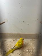 turquoisine parkiet opaline dilute, Dieren en Toebehoren, Vogels | Parkieten en Papegaaien, Vrouwelijk, Parkiet