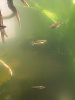 Prachtige mannen endler gup, Dieren en Toebehoren, Vis