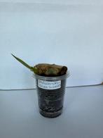 Philodendron silver sword, Huis en Inrichting, Kamerplanten, Ophalen of Verzenden, Overige soorten, Minder dan 100 cm